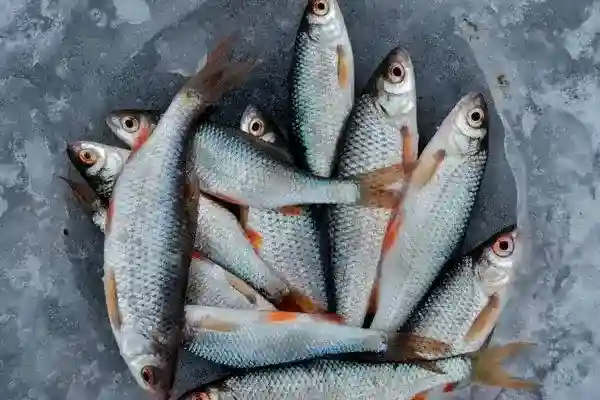 Food to increase stamina fish