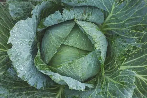 Cabbage is Best Ayurvedic Medicine For Weight Loss